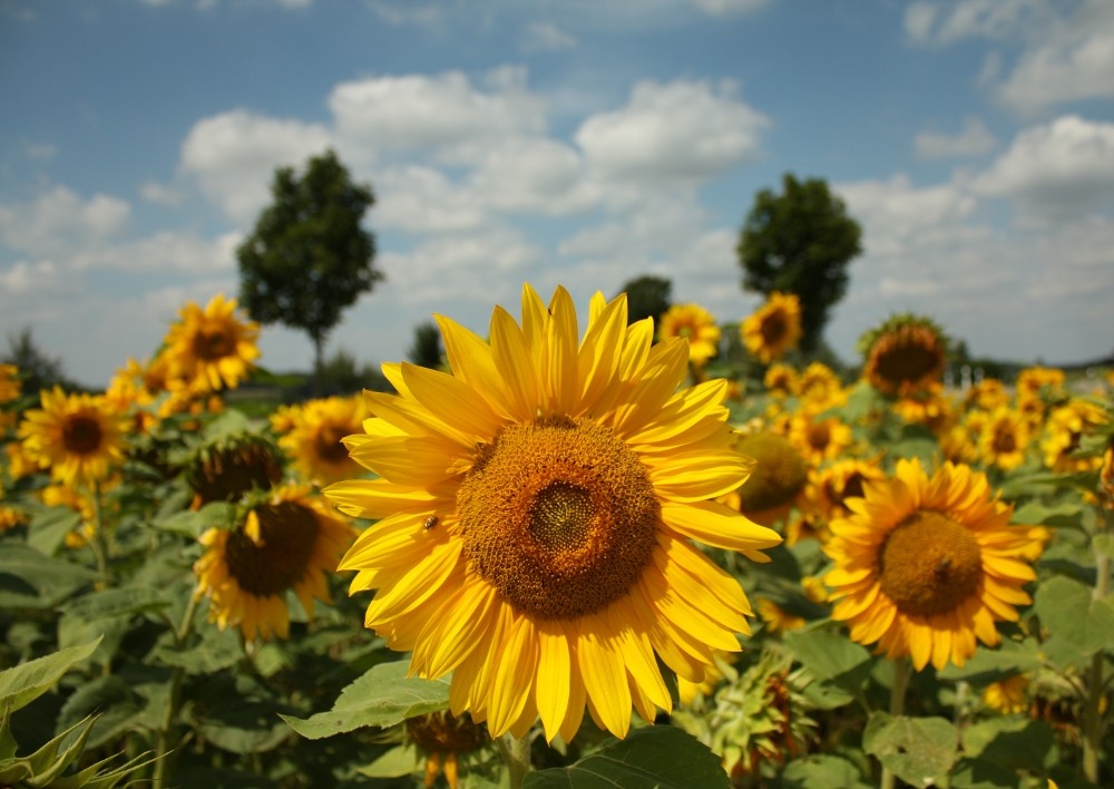 Sonneblumen