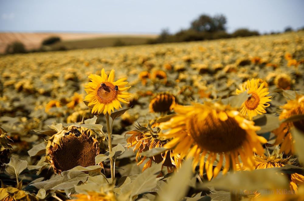 Sonneblumen