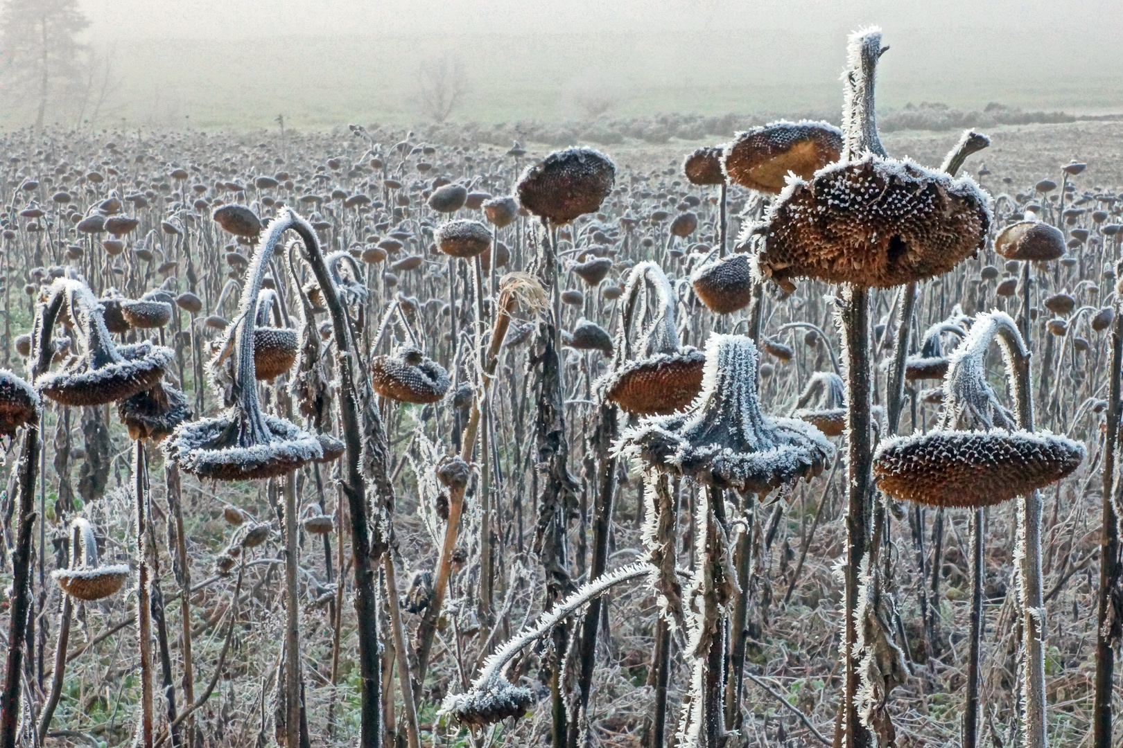 Sonneblumen frösteln