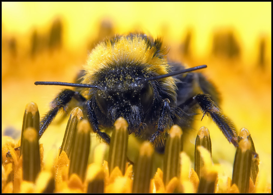 sonneblumen-rocker