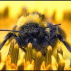 sonneblumen-rocker