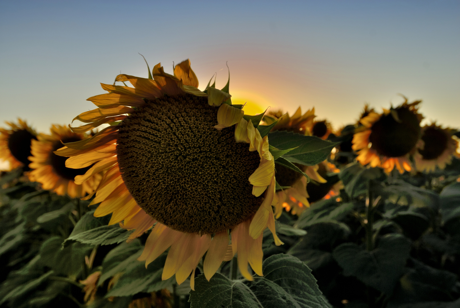 Sonneblumenfeld im Gegenlicht am Abend