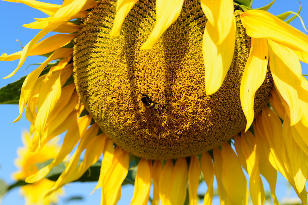 Sonneblumenkollektion