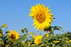 Sonneblumenkollektion