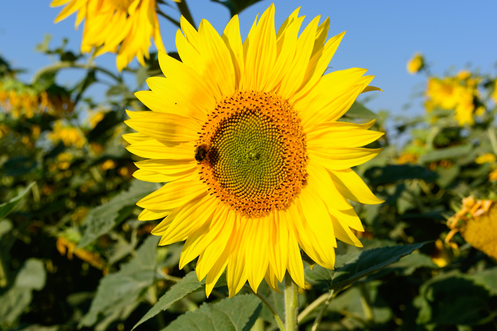 Sonneblumenkollektion