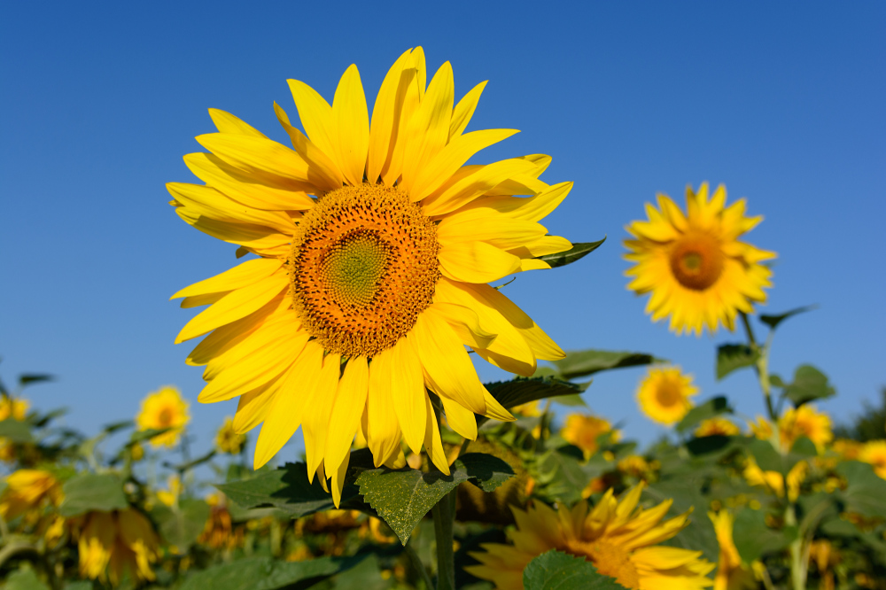 Sonneblumenkollektion