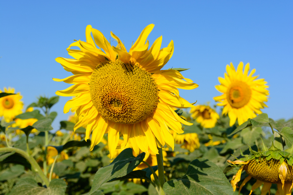 Sonneblumenkollektion