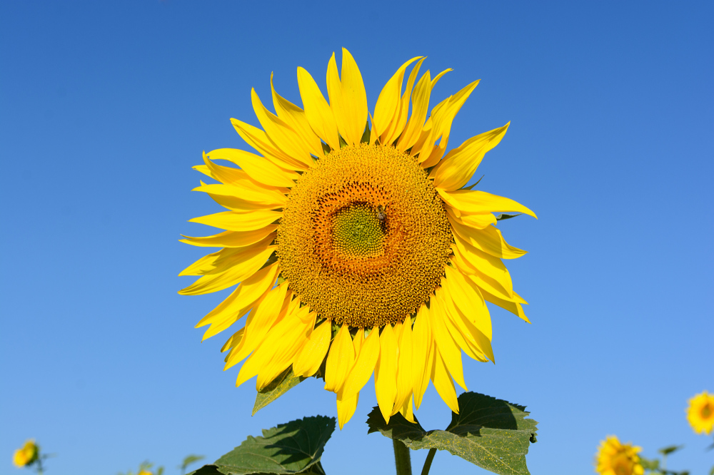 Sonneblumenkollektion