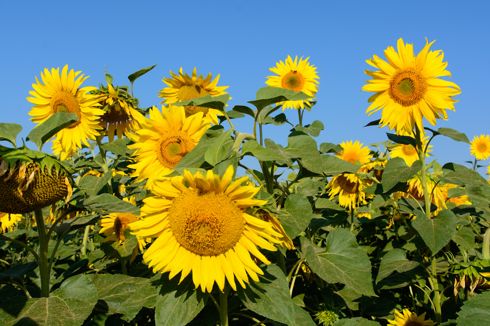 Sonneblumenkollektion