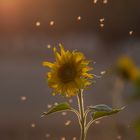 Sonneblumenmückentanz im Gegenlicht