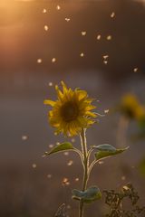 Sonneblumenmückentanz im Gegenlicht