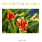 Sonne,der Kuss des Lebens