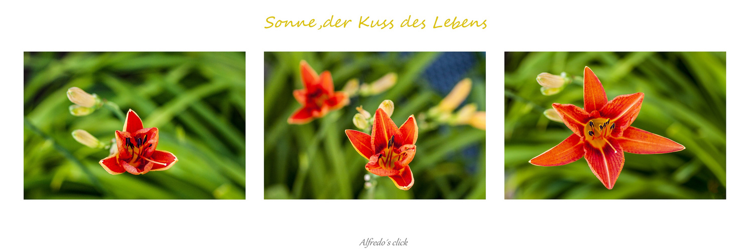 Sonne,der Kuss des Lebens