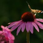 Sonnehut mit Schmetterling