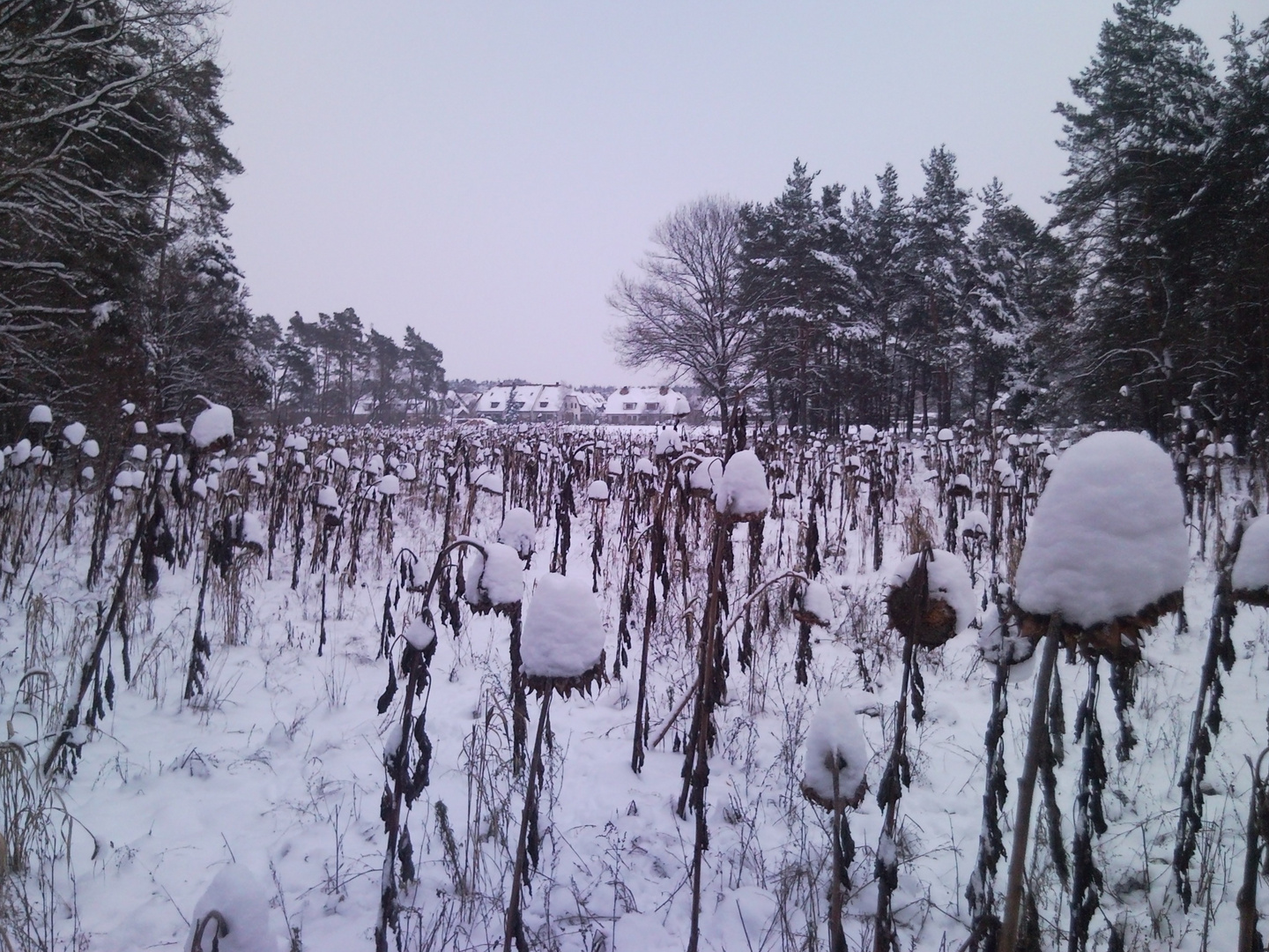 Sonnen ähh Schneeblumen