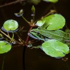 Sonnen auf der Seekanne