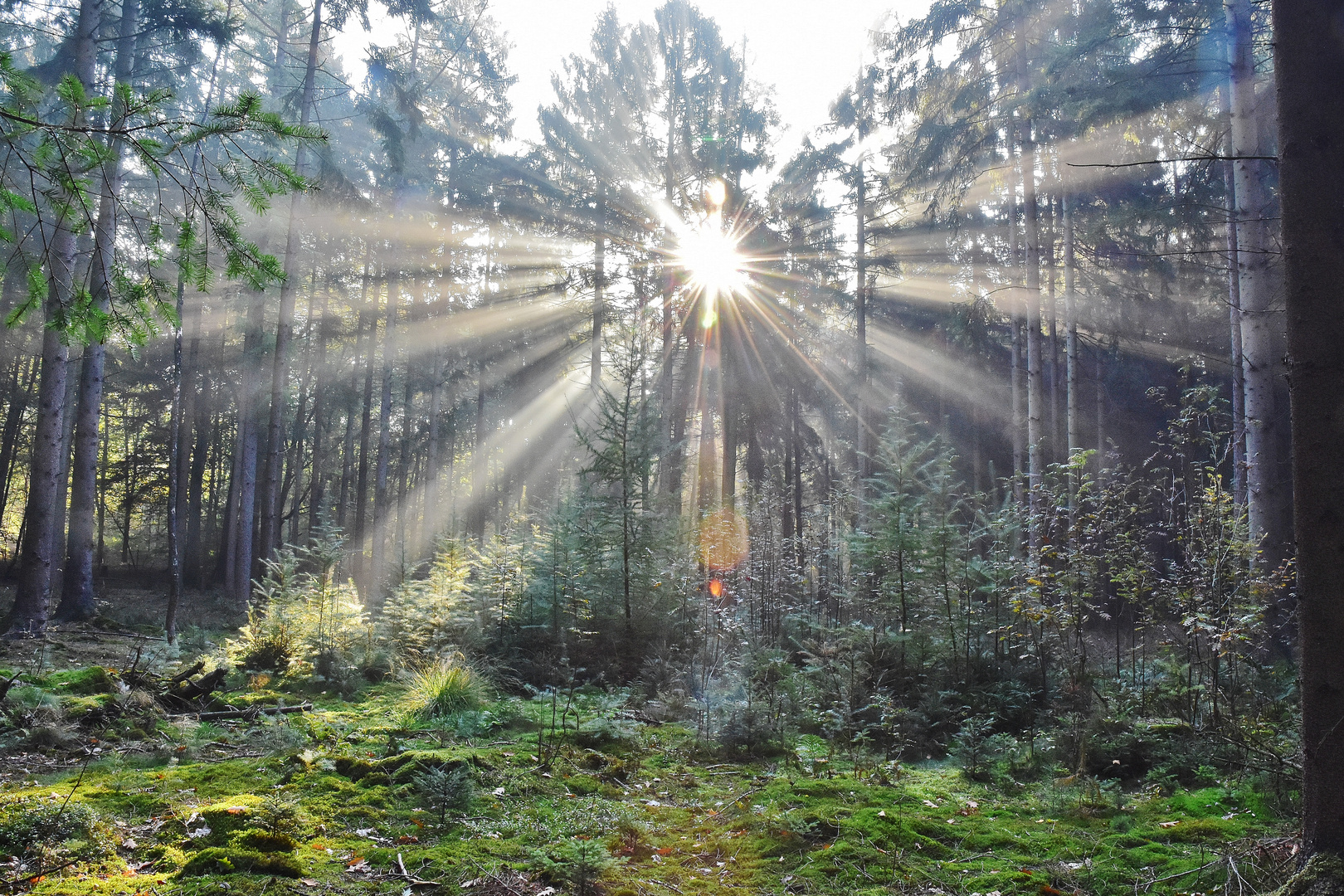 Sonnen Aufgang im Wald