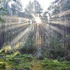 Sonnen Aufgang im Wald