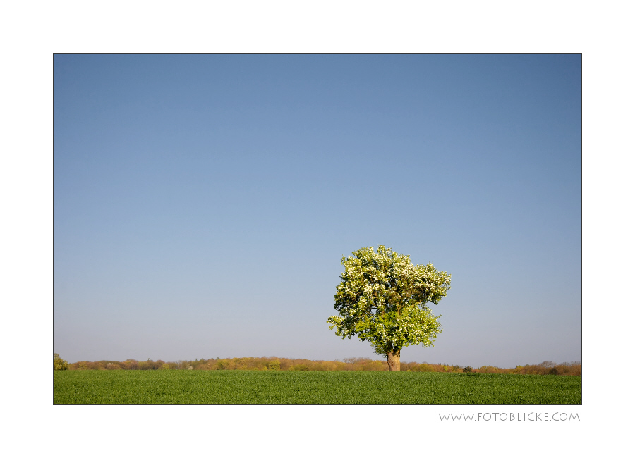 Sonnen Baum