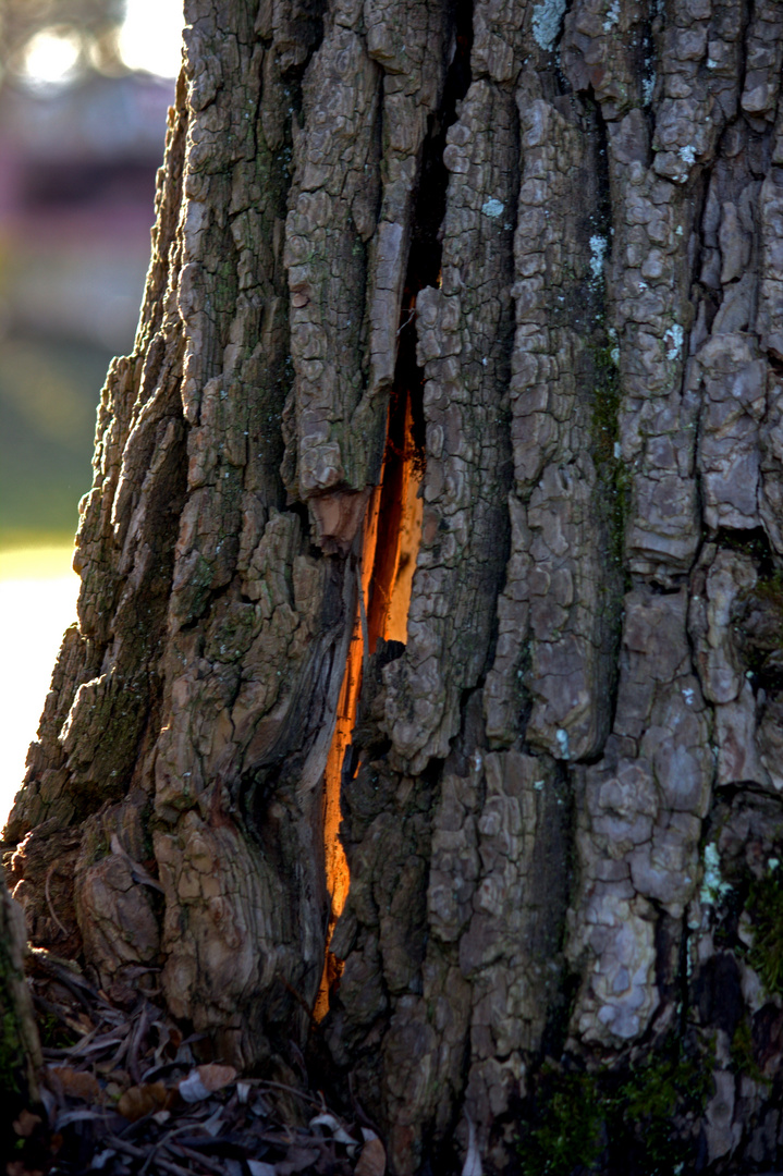 Sonnen Baum... :)