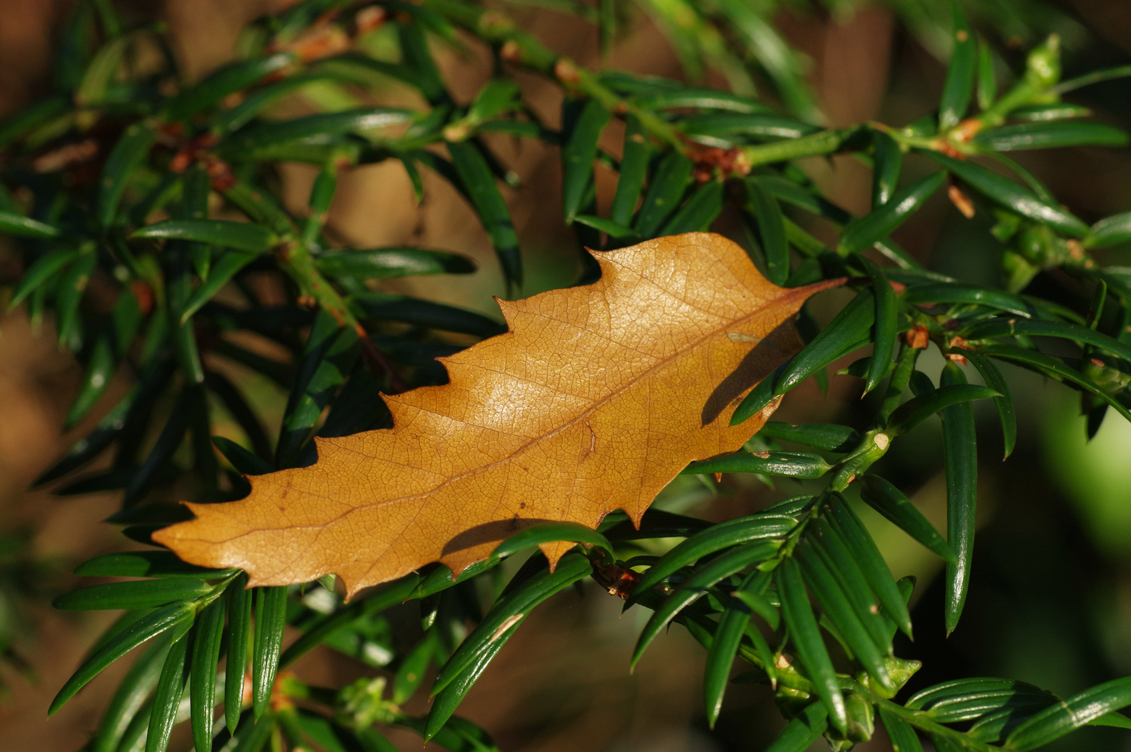 Sonnen-Blatt oder der rest vom Herbst