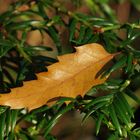 Sonnen-Blatt oder der rest vom Herbst