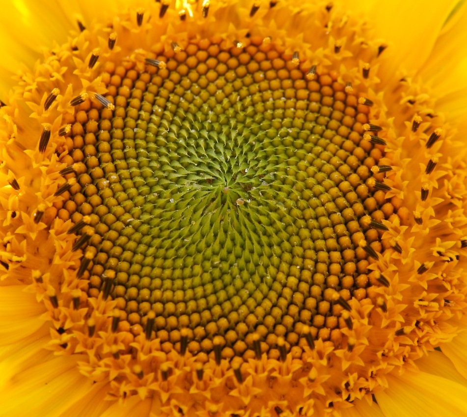 Sonnen-Blüte