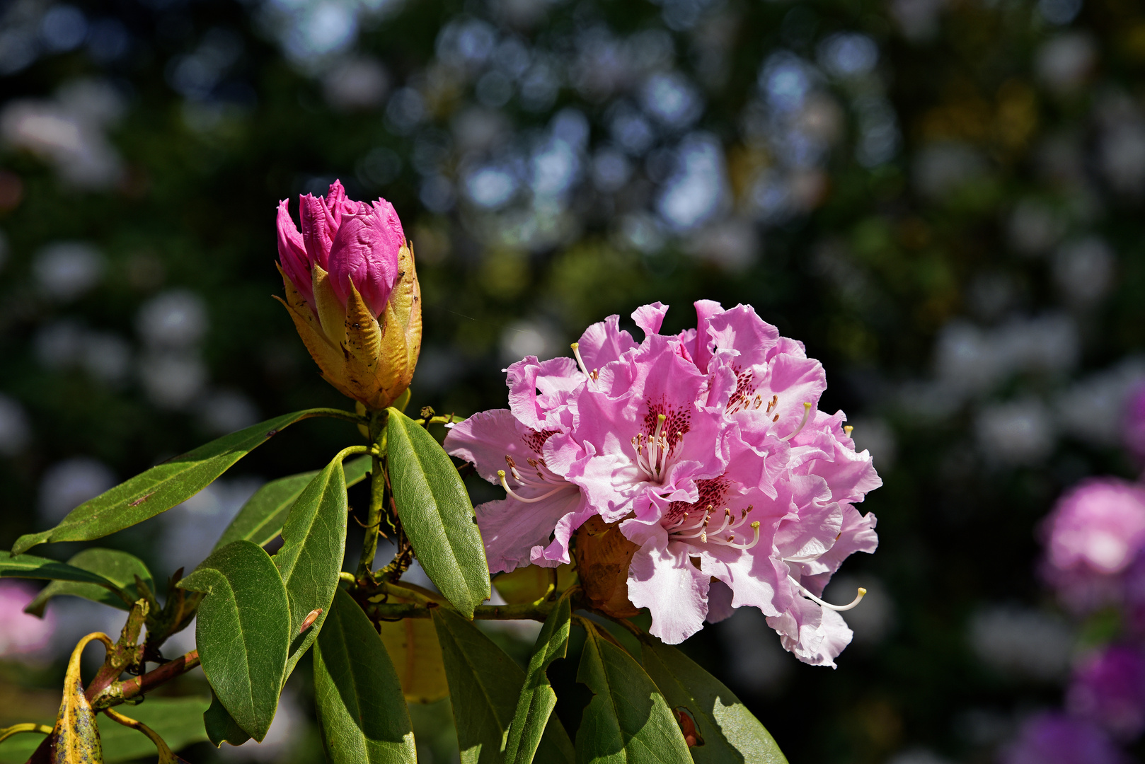 Sonnen Blüten