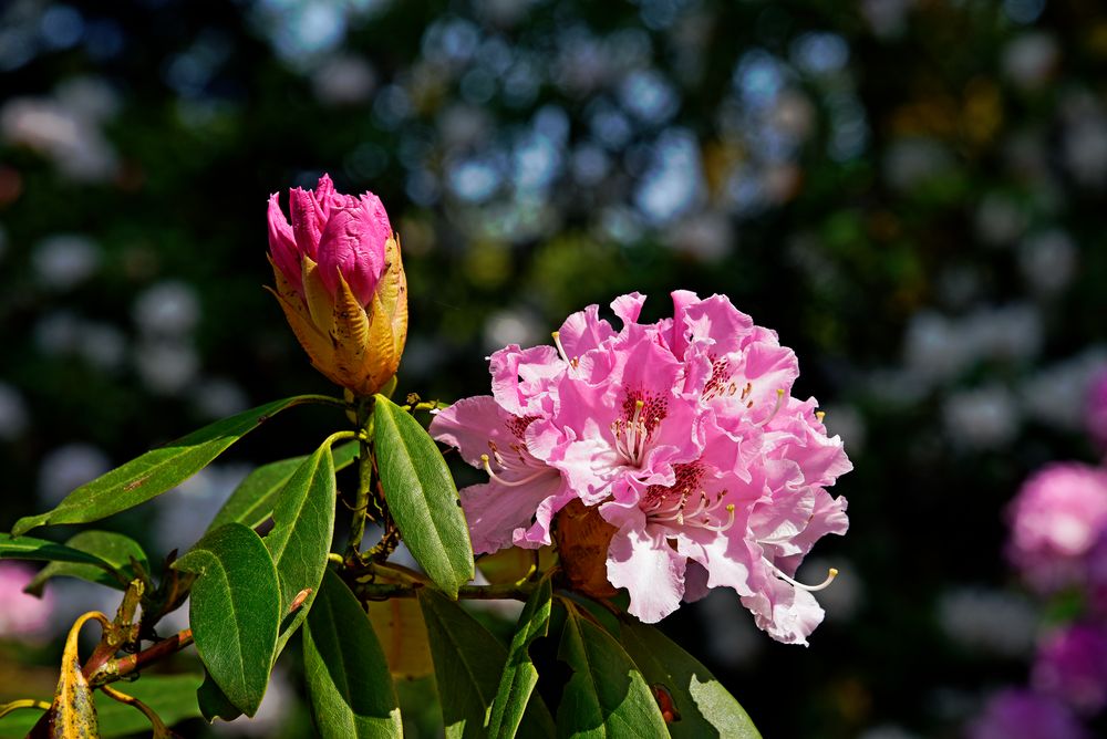 Sonnen Blüten