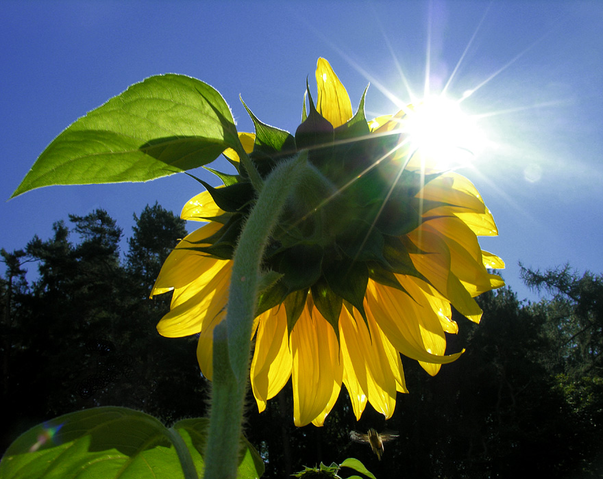 Sonnen-Blume (1. der Serie Girasol) - "WERDEN UND VERGEHEN"