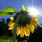 Sonnen-Blume (1. der Serie Girasol) - "WERDEN UND VERGEHEN"