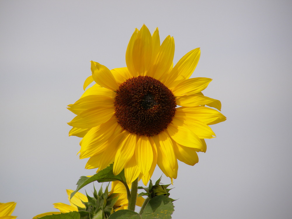 Sonnen-Blume