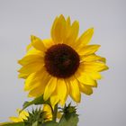 Sonnen-Blume