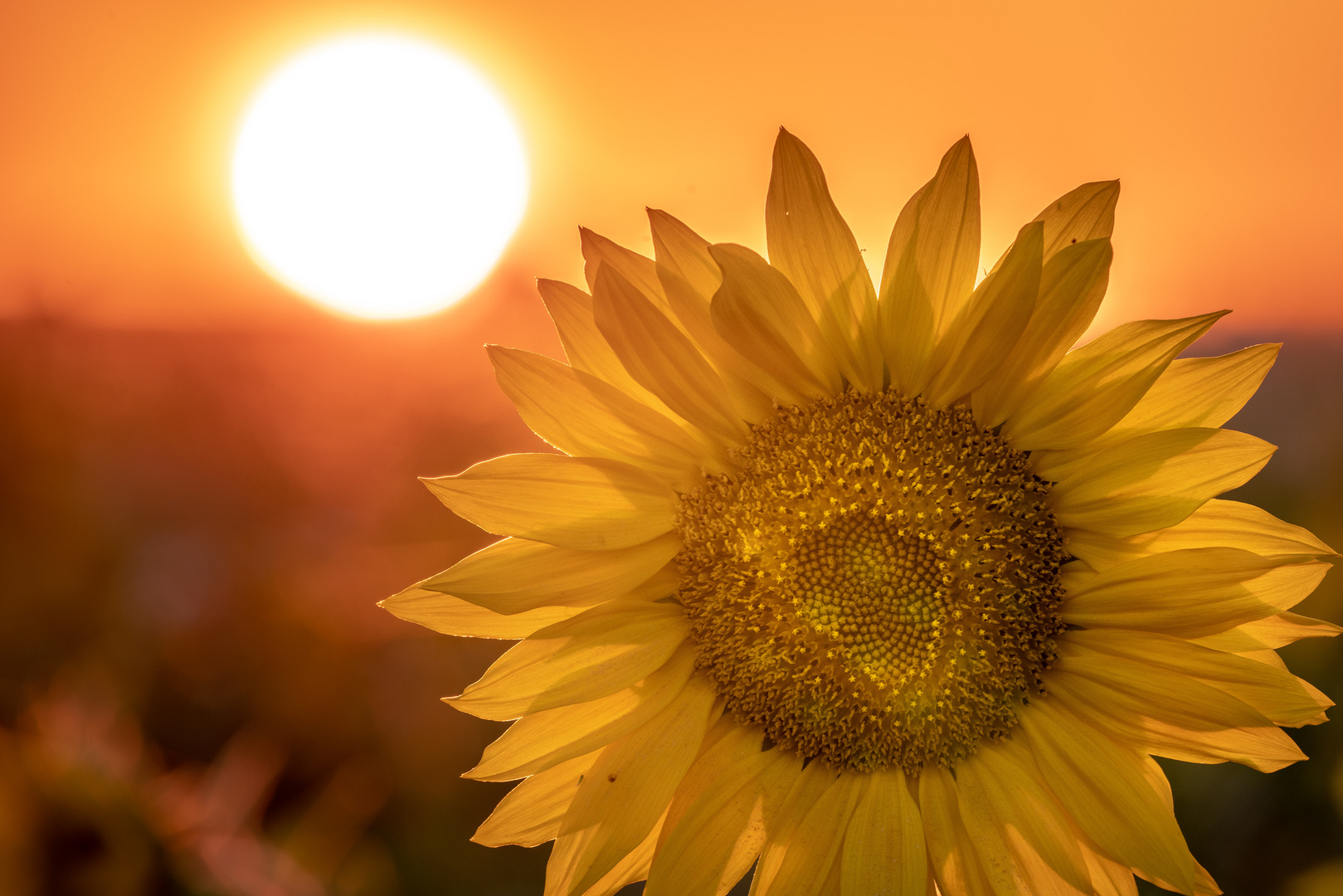 SonnenBlume Foto & Bild pflanzen, pilze & flechten, blüten