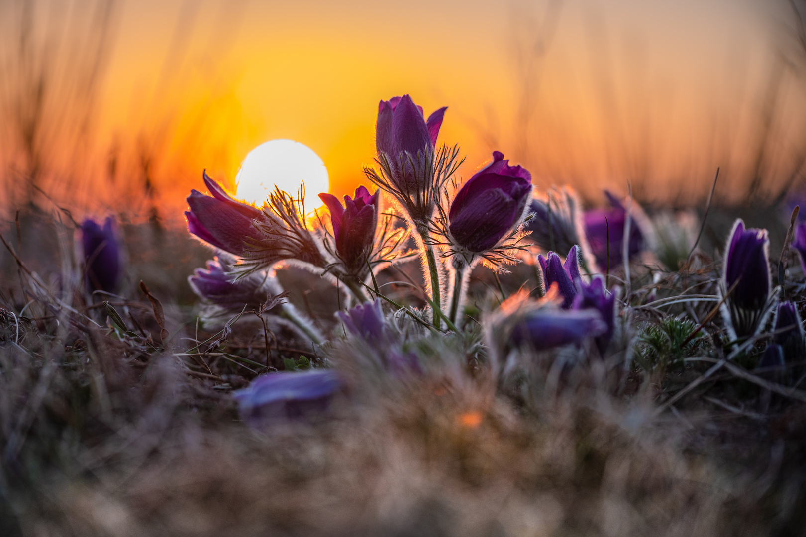 Sonnen-Blumen