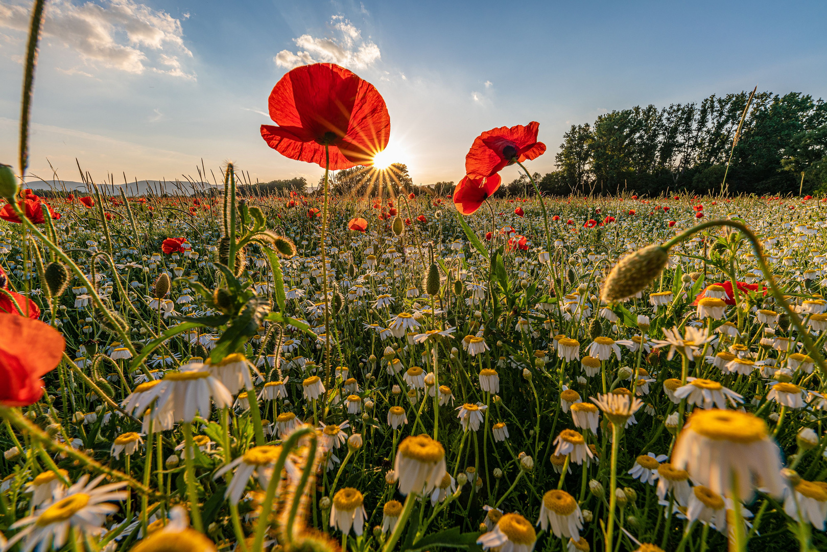 Sonnen-Blumen