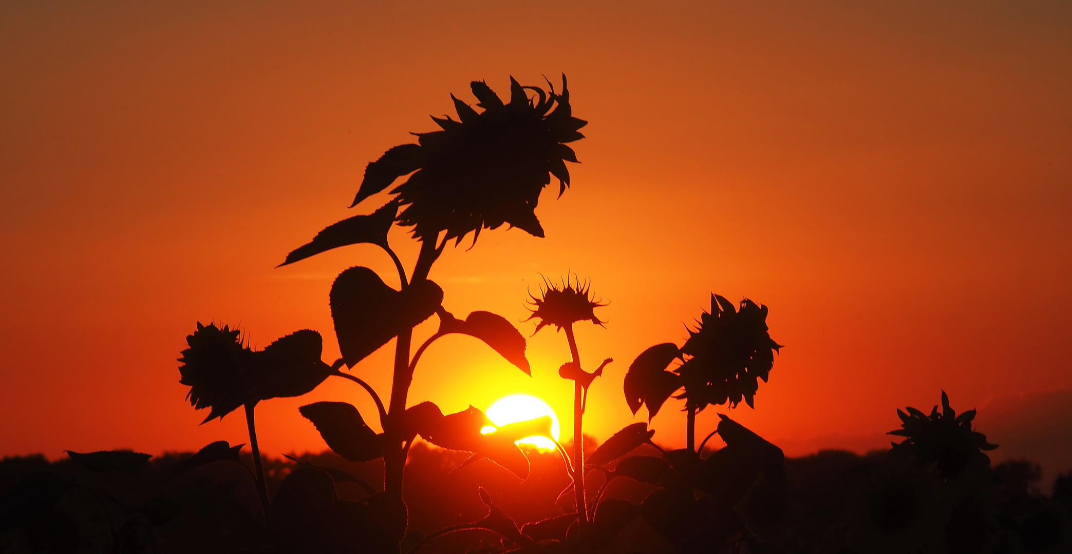 Sonnen - Blumen