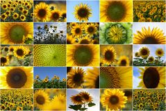Sonnen-Blumen-Collage