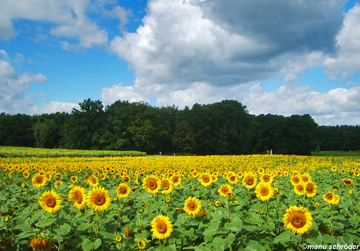 Sonnen-Blumen!