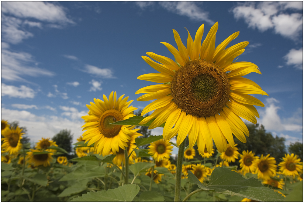 Sonnen .....blumen