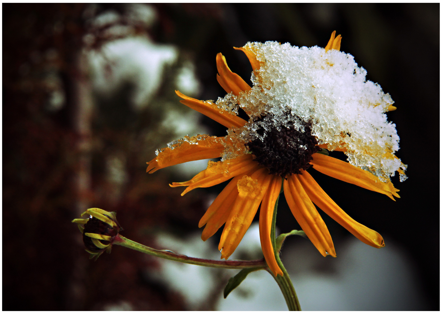 Sonnen (-blumen) - Finsternis