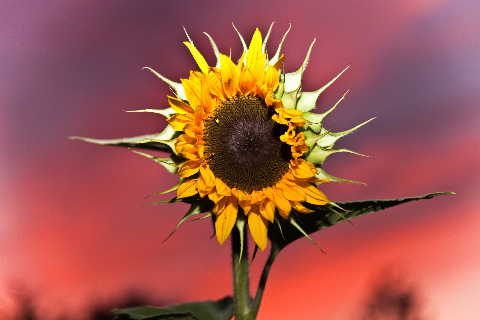 Sonnen-blumen-untergang