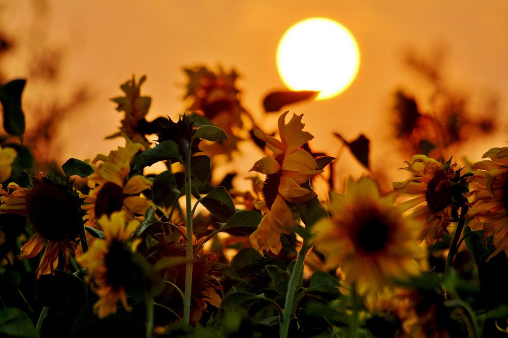 "Sonnen-Blumen-Untergang"
