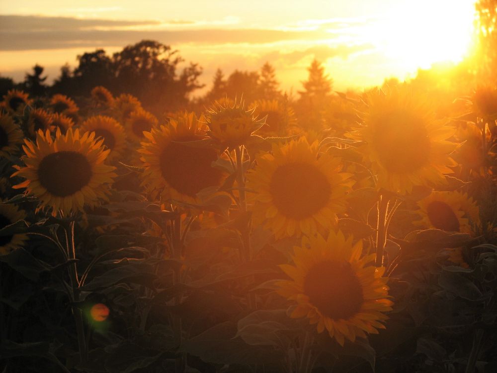 Sonnen-Blumen-Untergang