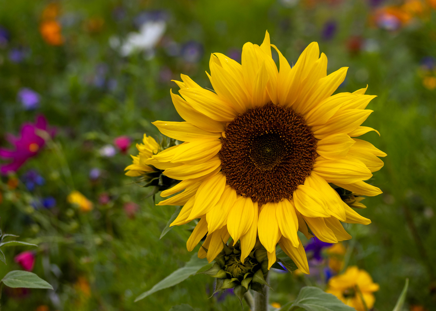 Sonnen-Blumen-Wiese