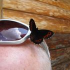 Sonnen- Brillen-Schmetterling