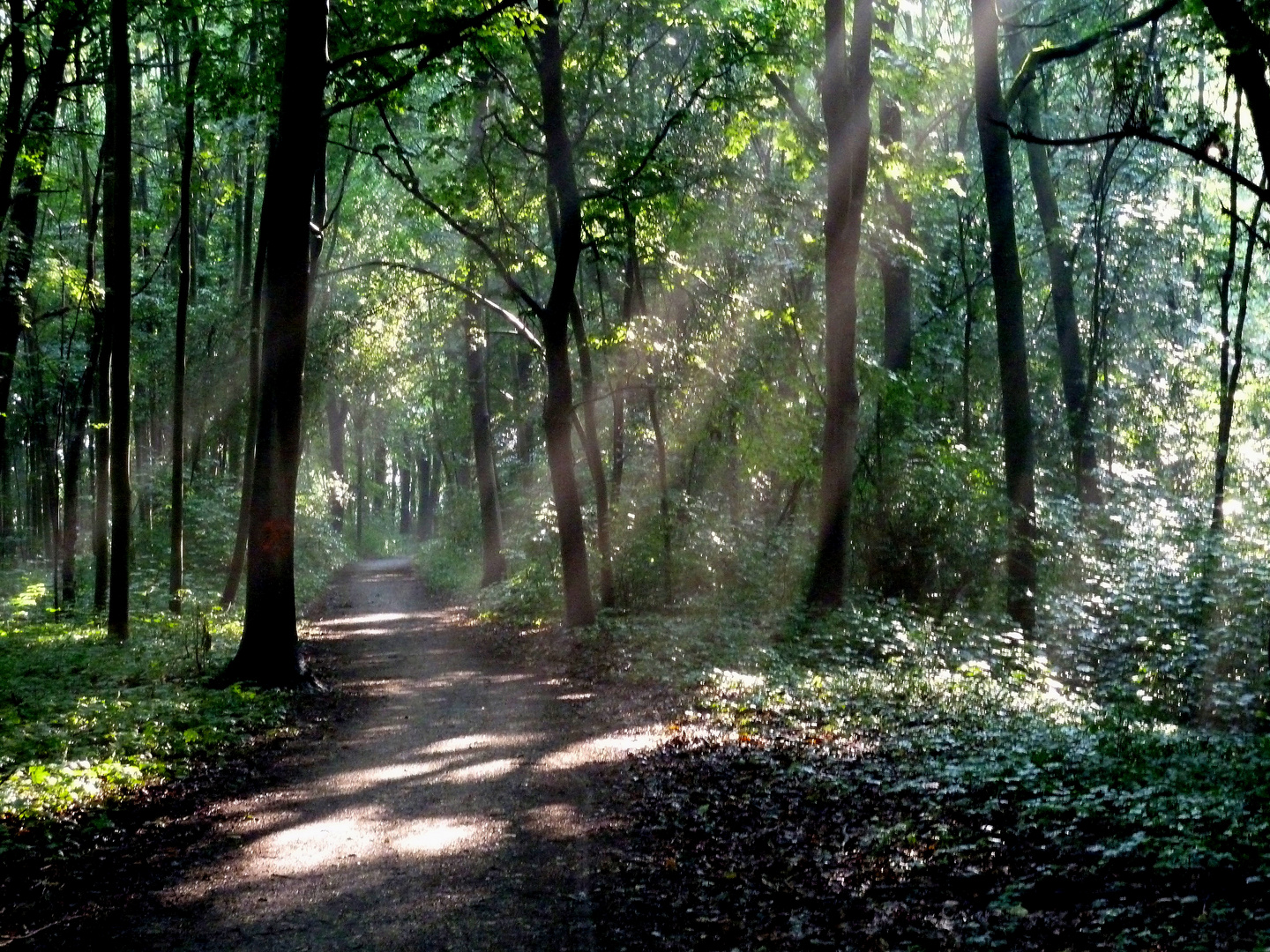 Sonnen durchstrahlter Morgennebel