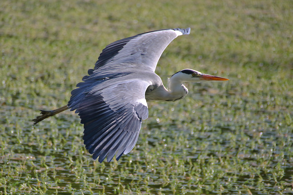 "Sonnen-Flug"