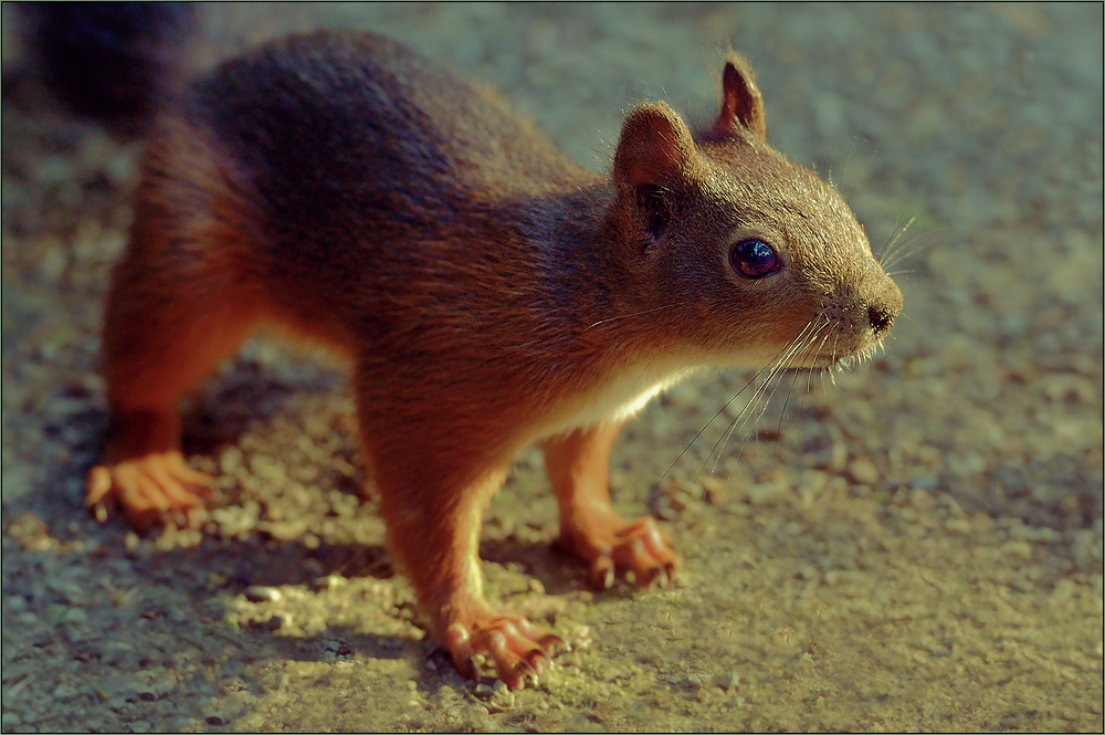 Sonnen - Hörnchen ...