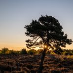 Sonnen* im Baum …
